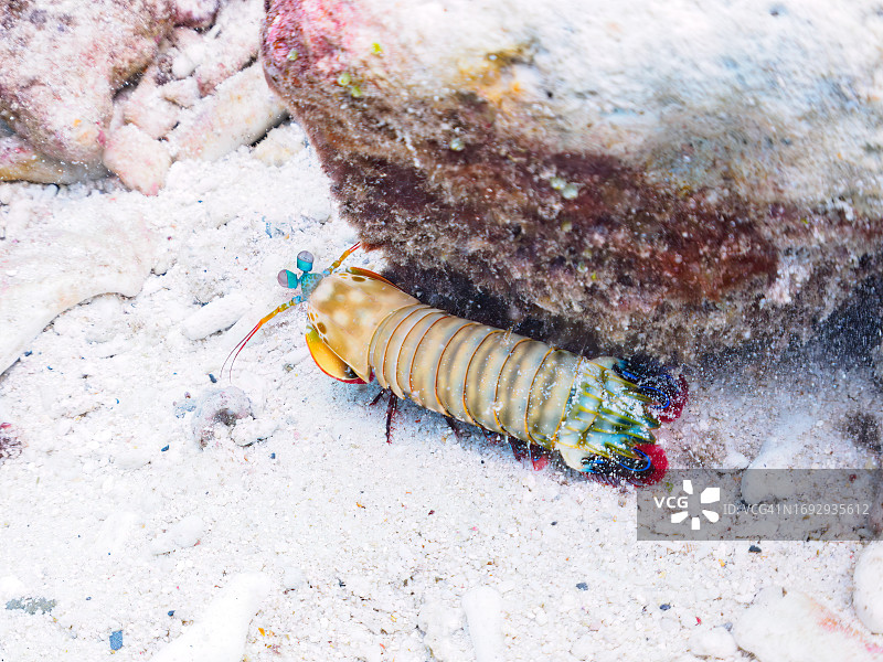 美丽的孔雀螳螂虾与珊瑚礁，日本冲绳县座间味岛图片素材