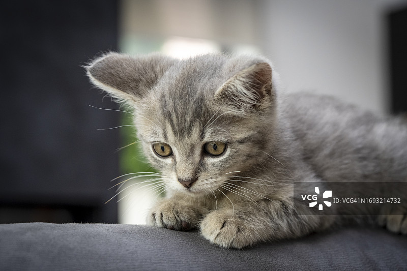 好奇的灰色蓬松小奶猫图片素材