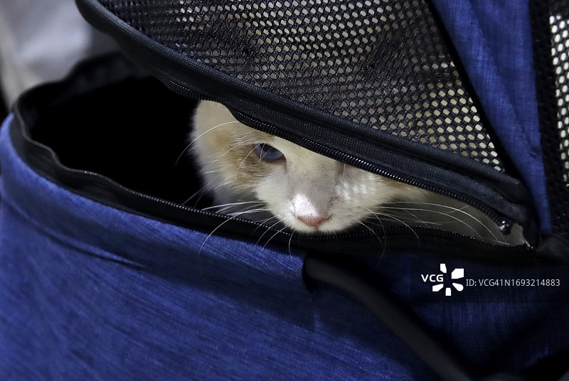 可爱的猫咪躺在婴儿车里图片素材