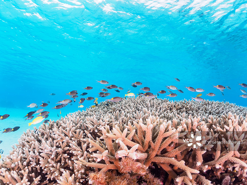 冲绳座间味岛阿真海滩的黄斑鱼群及珊瑚礁水下摄影图片素材