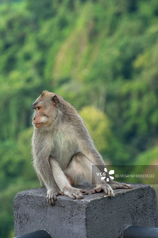 猴子坐在水泥护栏上图片素材