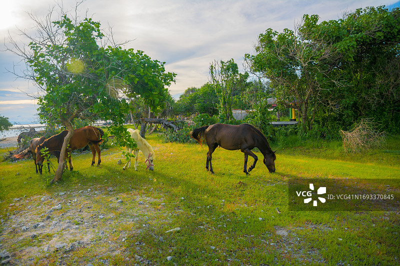 吉利特拉旺岸岛的黄昏，马儿在吃草图片素材