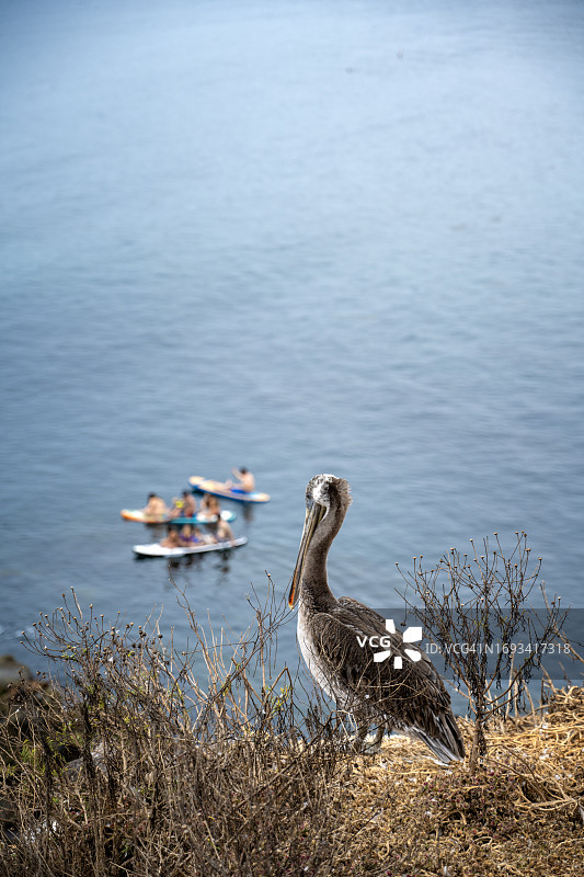 在美国加利福尼亚州拉霍亚海滩观察皮划艇游客的鹈鹕图片素材