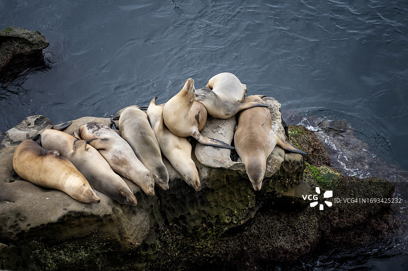 美国加利福尼亚州拉霍亚岩石上休息的海豹图片素材