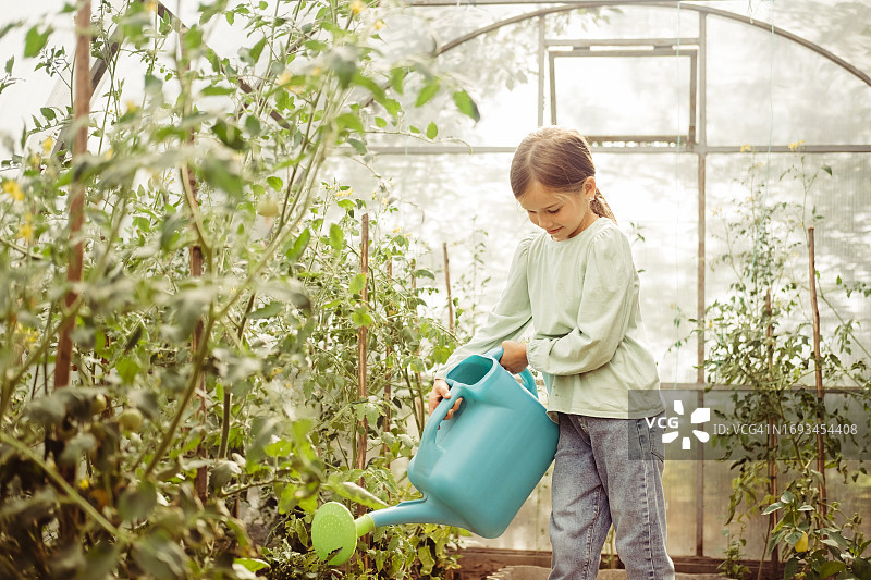 女孩用蓝色大喷壶在温室里浇菜图片素材