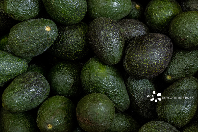 收获的牛油果图片素材