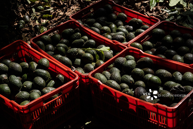 板条箱中收获的鳄梨图片素材