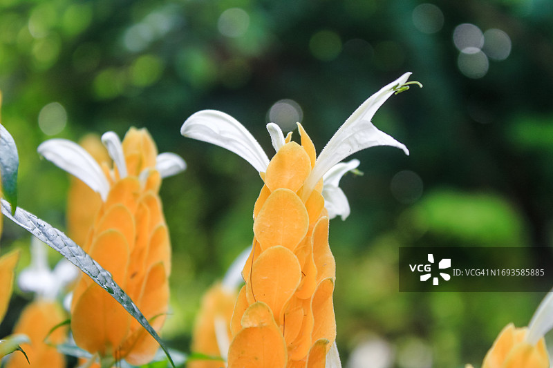 香港亚热带气候棒棒糖植物图片素材