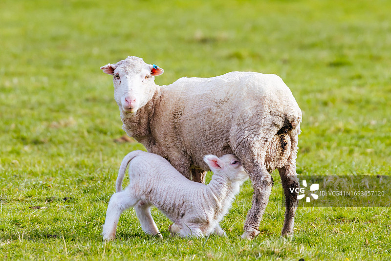 塔斯马尼亚州斯旺西和弗雷西内半岛附近田野里的绵羊图片素材