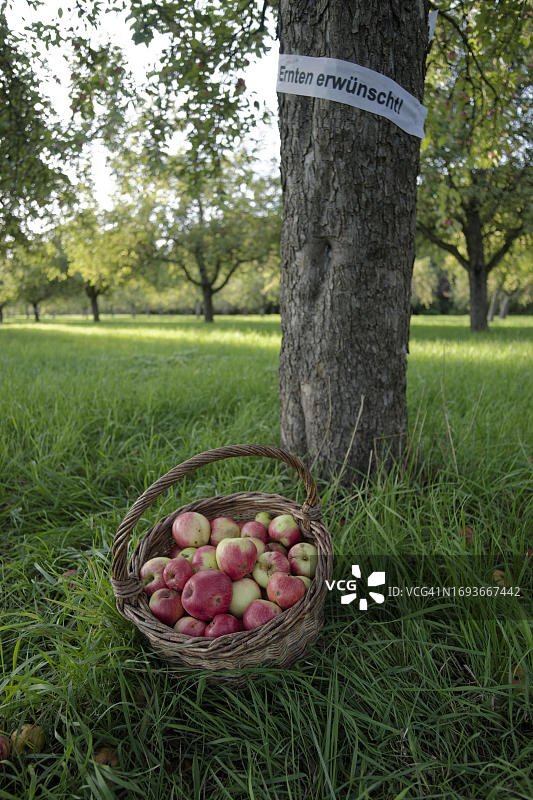 德国施瓦本哈尔附近果园中的水果图片素材