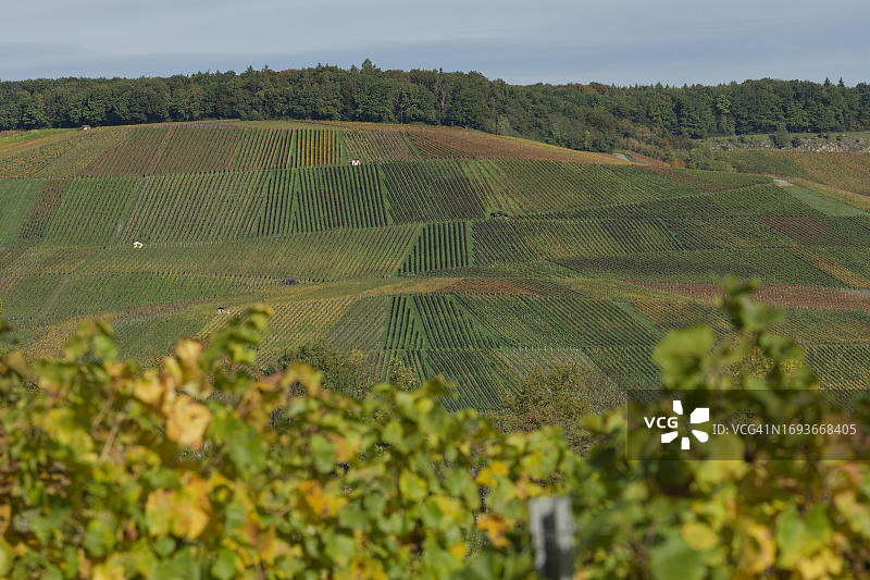 德国巴登-符腾堡州海尔布隆-弗兰肯霍恩洛厄厄恩塔尔普费德尔巴赫葡萄园图片素材
