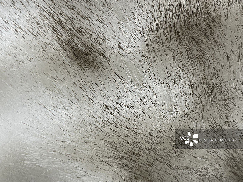 黑白相间的猫毛图片素材