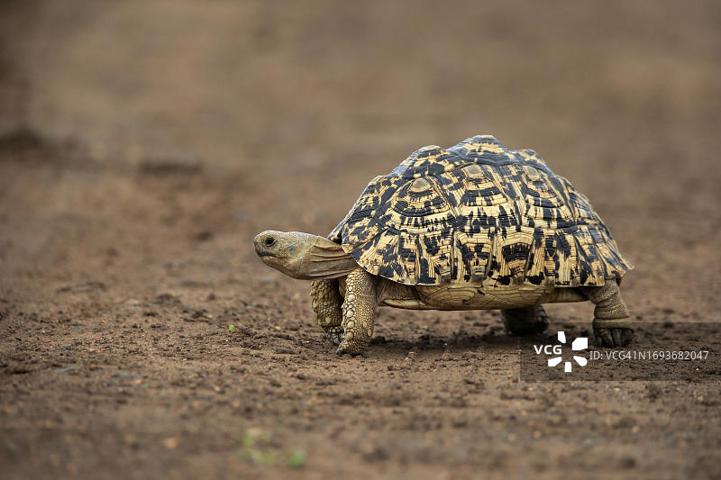 成年豹纹陆龟在南非克鲁格国家公园内行走觅食图片素材