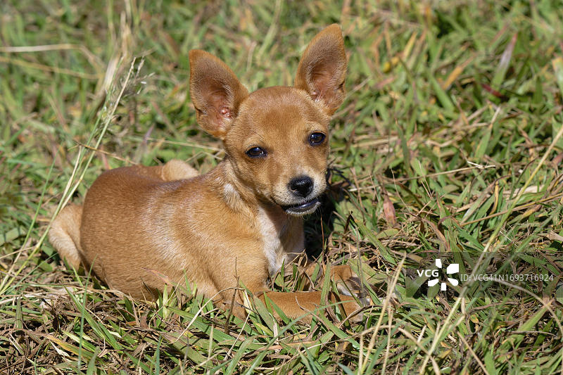 躺在草地上的小狗，巴西米纳斯吉拉斯州卡纳斯特拉山图片素材