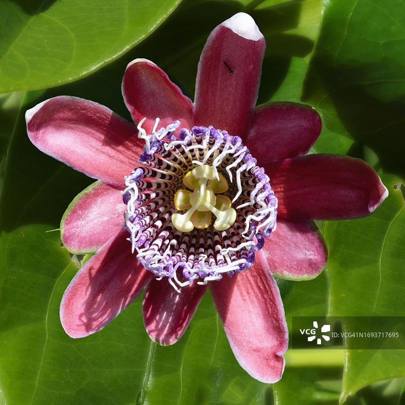 紫色百香果花，巴西米纳斯吉拉斯州卡纳斯特拉山脉图片素材