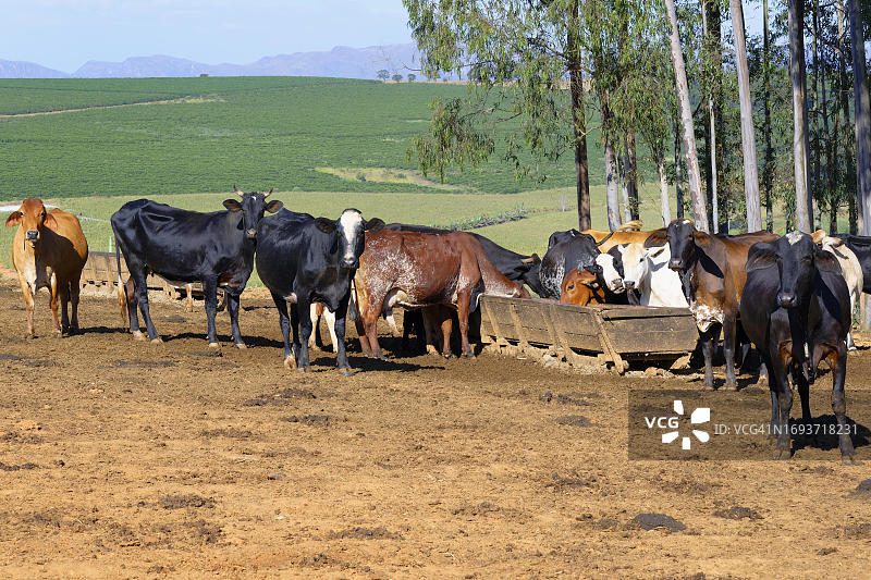 巴西米纳斯吉拉斯州圣罗克达斯米纳斯卡纳斯特拉山脉的奶牛图片素材