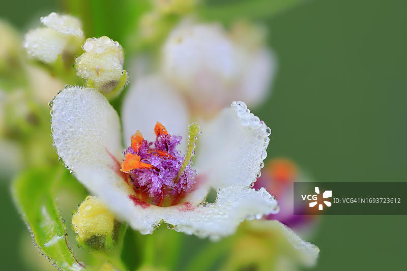 奥地利毛蕊花图片素材