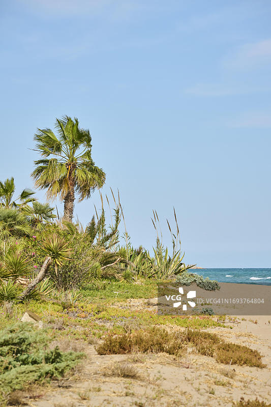 西班牙塔拉戈纳附近海滩上的墨西哥蒲葵图片素材