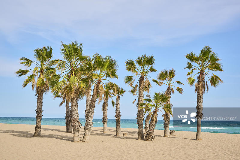 墨西哥蒲葵（华盛顿棕榈），生长在西班牙加泰罗尼亚塔拉戈纳附近的海滩上图片素材