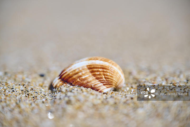 海滩沙滩上的普通鸟蛤贝壳图片素材