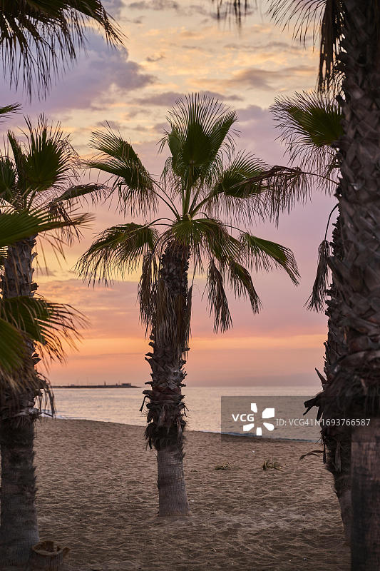 西班牙塔拉戈纳附近海滩上的墨西哥蒲葵图片素材