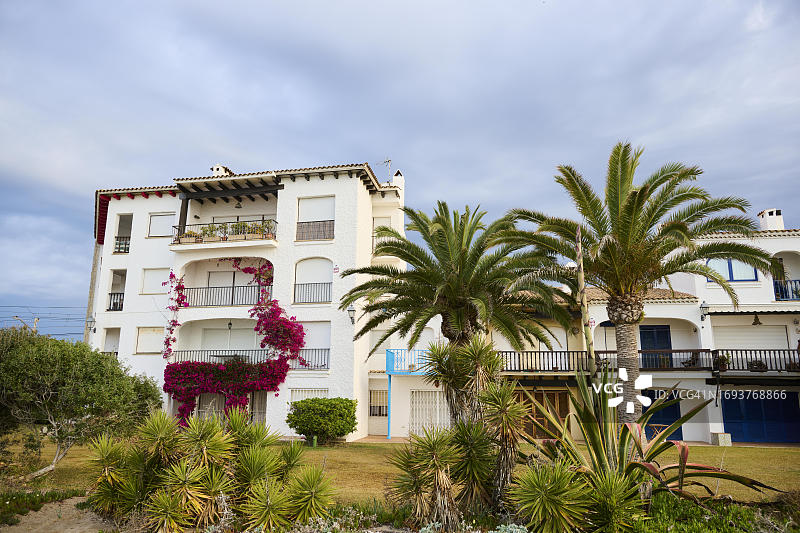 加那利海枣树图片素材