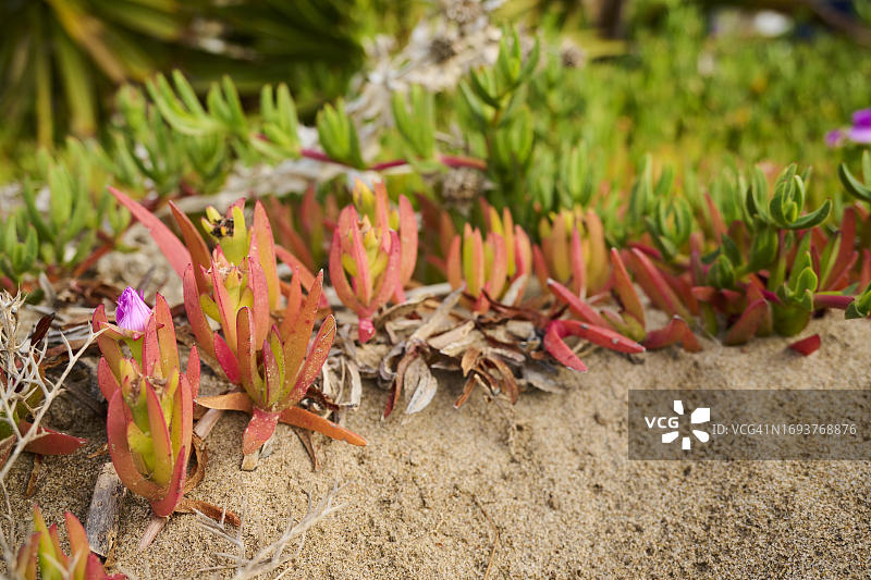 西班牙塔拉戈纳附近海滩生长的非洲万寿菊图片素材