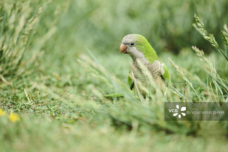 西班牙加泰罗尼亚草地上的僧侣鹦鹉图片素材