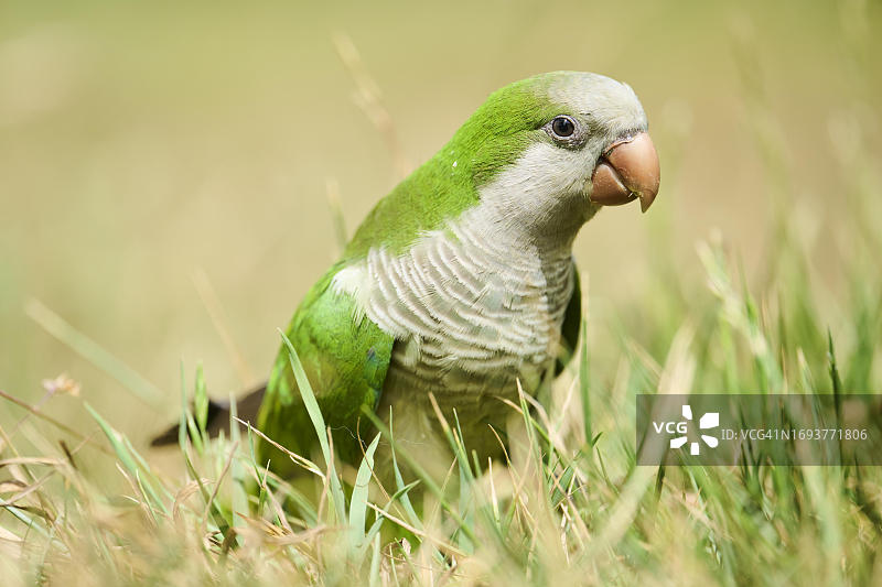 西班牙加泰罗尼亚草地上的僧侣鹦鹉图片素材