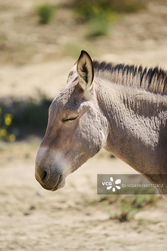 驴（Equus asinus），西班牙肖像图片素材