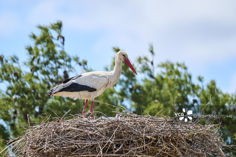 站在巢穴中的白鹳，法国野生动物图片素材