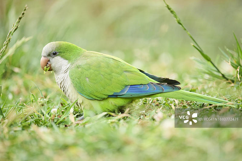 西班牙加泰罗尼亚草地上的僧侣鹦鹉图片素材