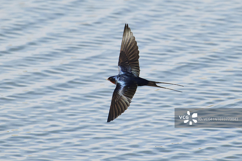 家燕在法国水面上飞行捕食图片素材