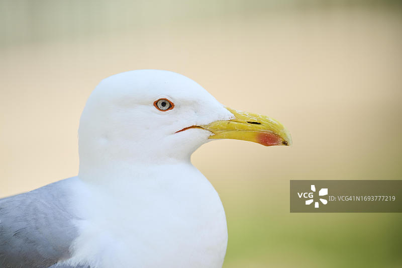 黄腿海鸥的野生动物肖像，法国图片素材