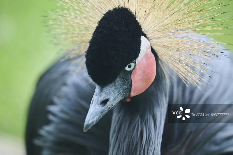 冕鹤，西班牙图片素材