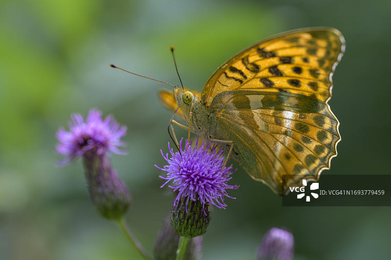 深绿贝母蝴蝶，意大利南蒂罗尔，布列瑟农图片素材