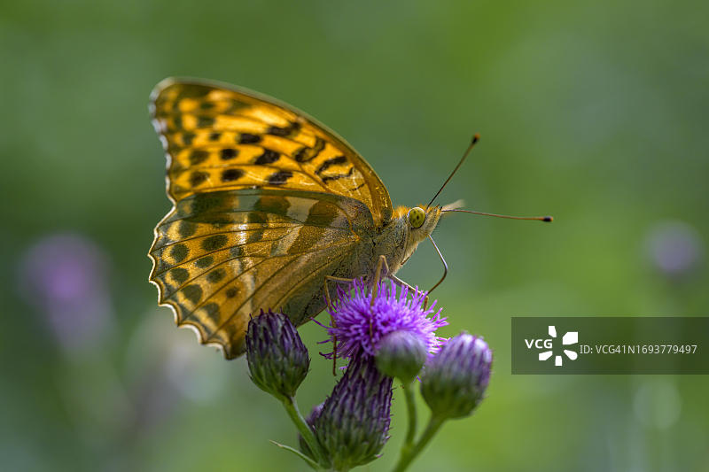 深绿贝母蝴蝶，意大利南蒂罗尔，布列瑟农图片素材