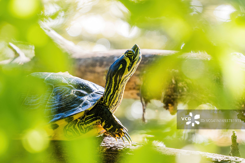 黄腹彩龟（德国黑森州）图片素材