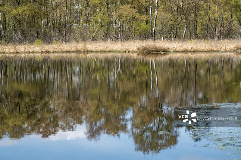 自然保护区：德国北莱茵-威斯特法伦明斯特兰地区的Heideweiher图片素材