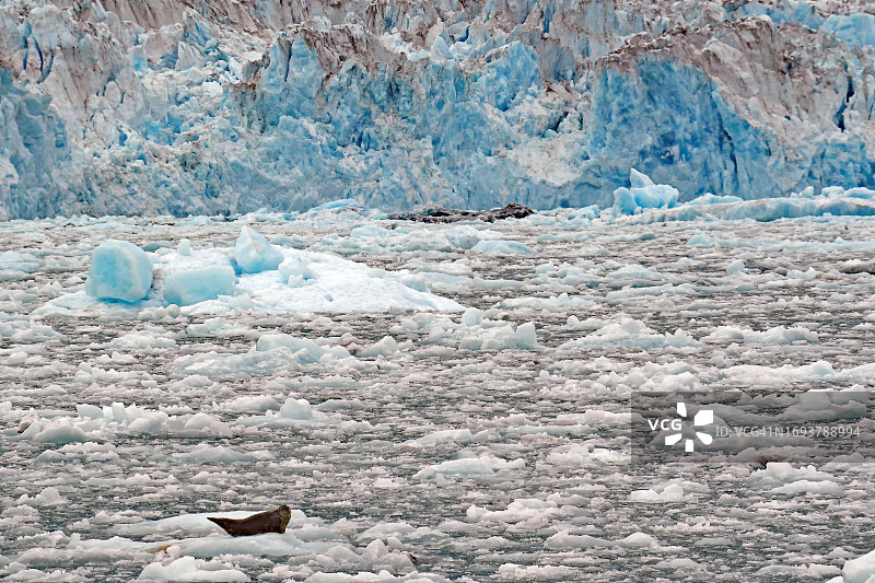威廉王子湾冰原上的单只海豹，秋季，美国阿拉斯加州瓦尔迪兹图片素材
