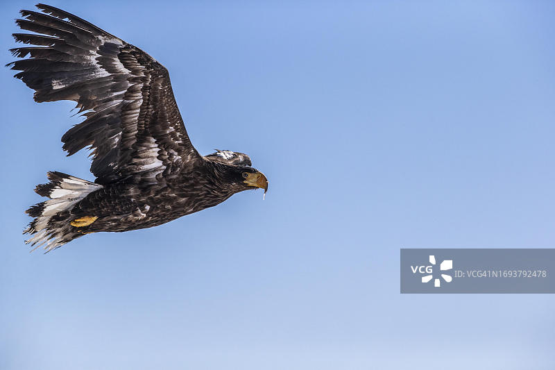 飞行中的幼年虎头海雕，未完全长大的幼鸟，日本北海道岛图片素材
