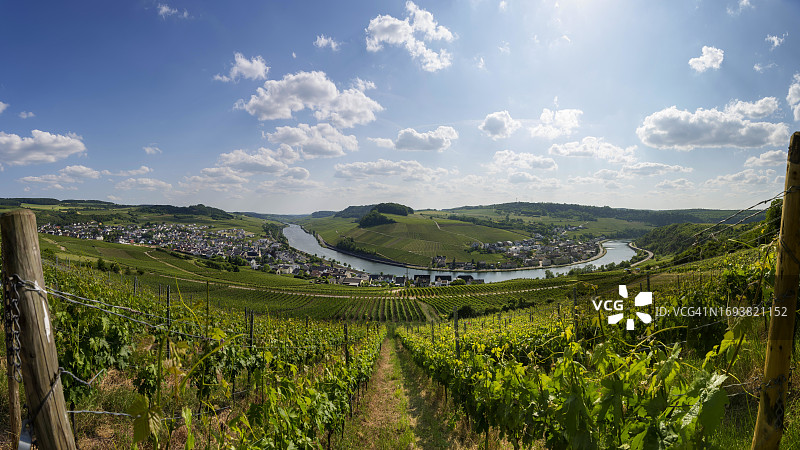 德国莱茵兰-普法尔茨摩泽尔河畔葡萄园图片素材