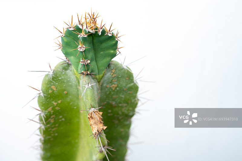 白色背景上的丝苇仙人掌新枝图片素材