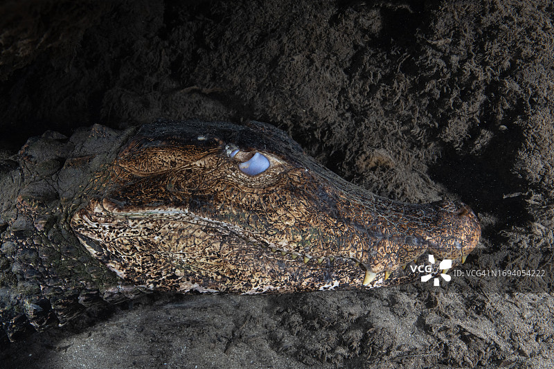 在巴西潘塔纳尔湿地河床休息的居维叶侏儒凯门鳄图片素材