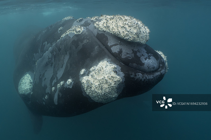 在阿根廷巴塔哥尼亚海岸附近靠近潜水员的南露脊鲸图片素材