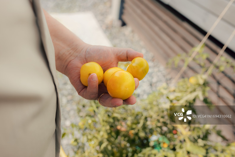 手拿有机番茄的人图片素材