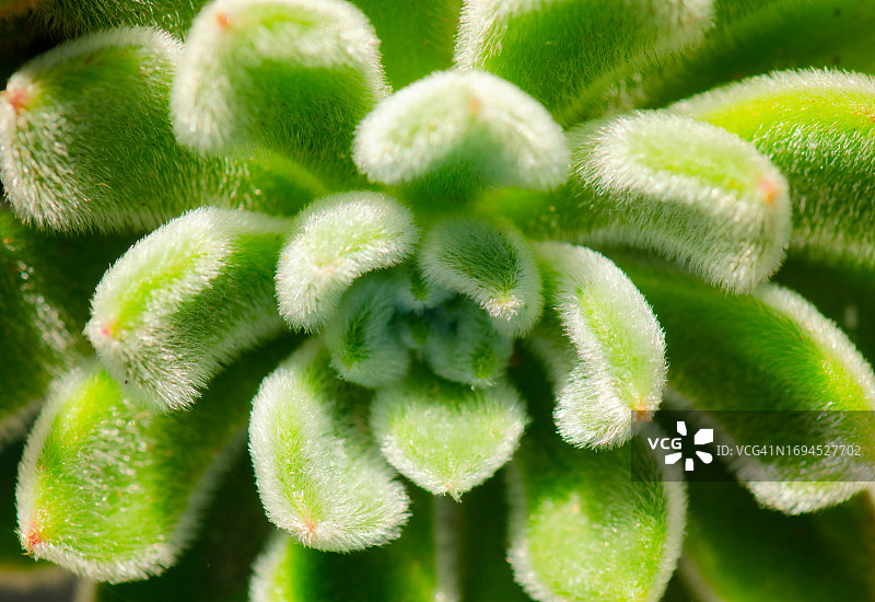 多毛的多肉植物石莲花图片素材