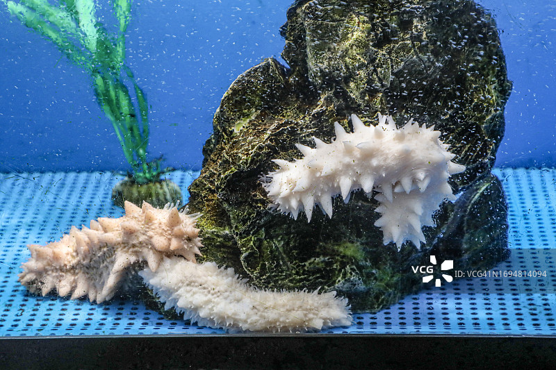 羽田机场北海道商店鱼缸里的白色海参图片素材