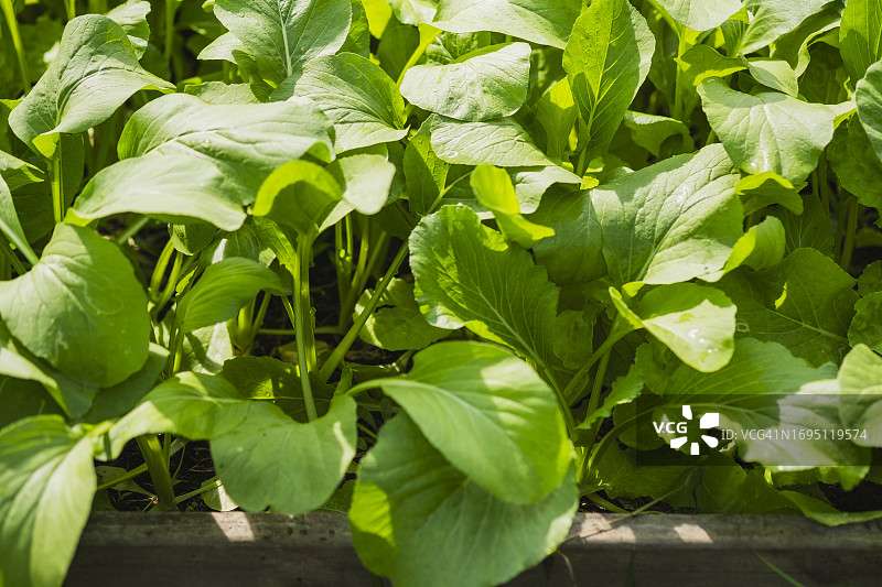 假小白菜图片素材