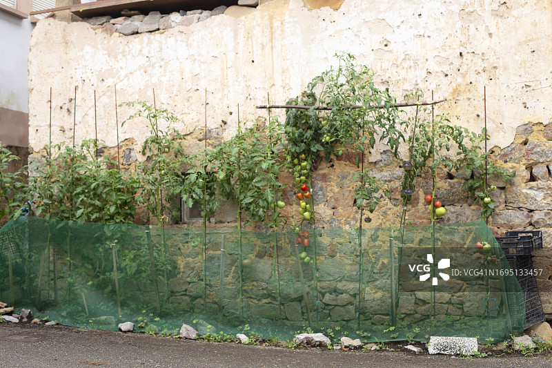 西红柿植株图片素材
